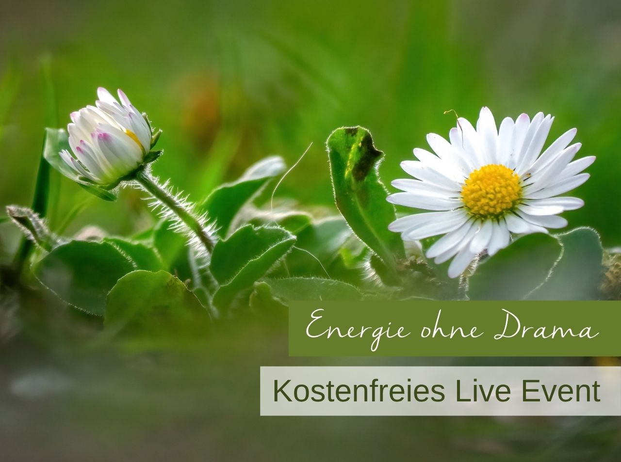 Energie ohne Drama kostenfreies Live Event